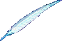 logo feather